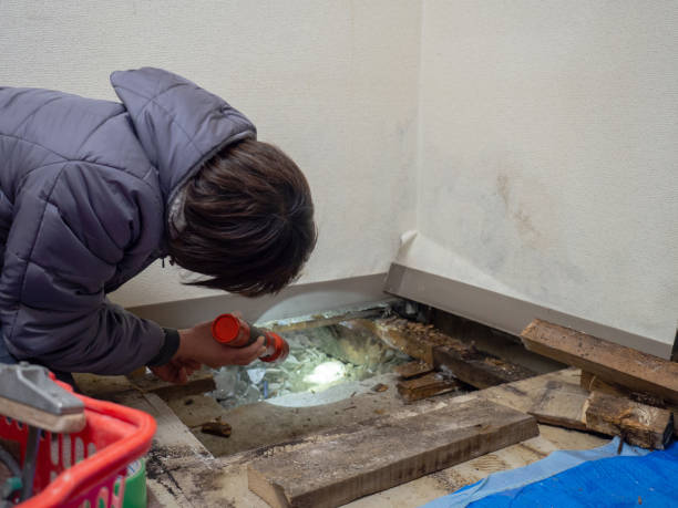 Best Emergency Mold Remediation  in Latta, OK