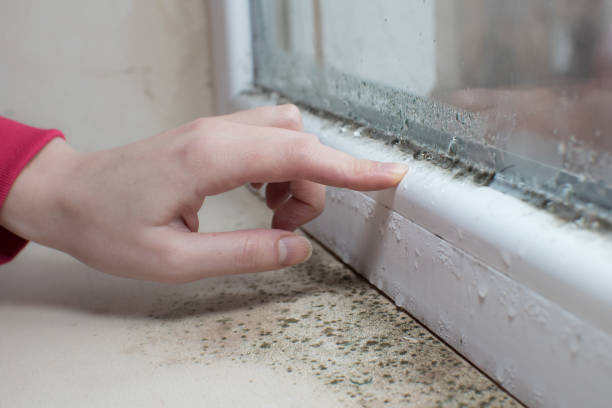 Best Mold Prevention Services  in Latta, OK